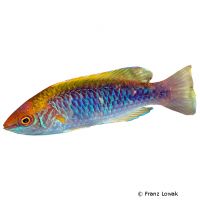 Lubbock's Fairy Wrasse (Cirrhilabrus lubbocki)