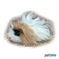 Lunkarya Guinea Pig (Cavia porcellus 'Lunkarya')