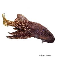 Lyre Tail Pleco (Acanthicus hystrix)