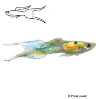 Lyretail Guppy (Poecilia reticulata 'Lyretail')