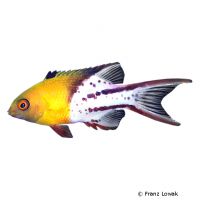 Lyretail Hogfish (Bodianus anthioides)