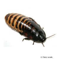 Madagascan Hissing Cockroach (Gromphadorhina grandidieri)