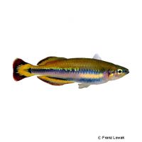 Madagascar Rainbowfish (Bedotia madagascariensis)