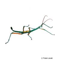 Madagascar Stick Insect (Achrioptera fallax)