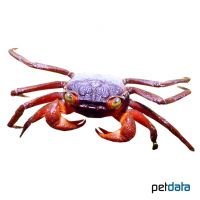 Mandarin Crab (Geosesarma notophorum)