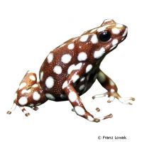 Maranon Poison Frog (Excidobates mysteriosus)