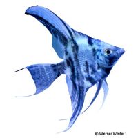 Marble Blue Angelfish (Pterophyllum scalare var.)
