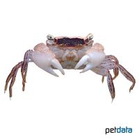 Marble Crab (Metasesarma obesum)