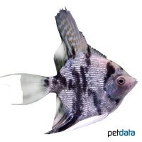 Marble Diamond Angelfish (Pterophyllum scalare var.)