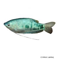 Marble Gourami (Trichopodus trichopterus 'Marble')