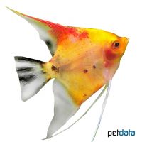 Marble Redback Angelfish (Pterophyllum scalare var.)