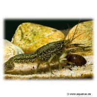 Marbled Crayfish (Procambarus virginalis)