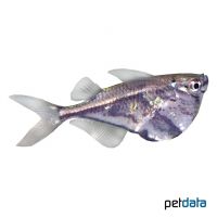 Marbled Hatchetfish (Carnegiella strigata)