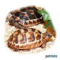 Marginated Tortoise (Testudo marginata)