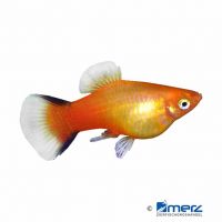 Marigold Comet Platy (Xiphophorus maculatus var.)