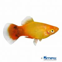 Marigold Mickey Mouse Platy (Xiphophorus maculatus var.)