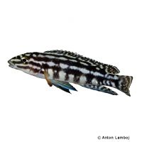 Marlieri Cichlid (Julidochromis marlieri)