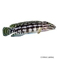 Marlieri Cichlid Kalambo (Julidochromis marlieri 'Kalambo')