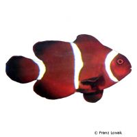 Maroon Clownfish (Premnas biaculeatus)