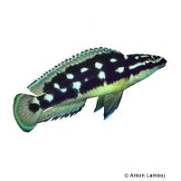 Masked Julie (Julidochromis transcriptus)