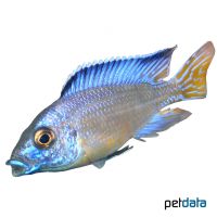 Mbenji Peacock (Aulonocara koningsi)