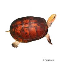 McCord's Box Turtle (Cuora mccordi)