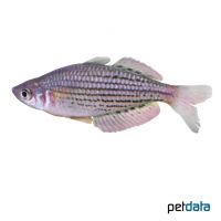 McCulloch's Rainbowfish (Melanotaenia maccullochi)