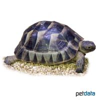 Mediterranean Spur-thighed Tortoise (Testudo graeca graeca)