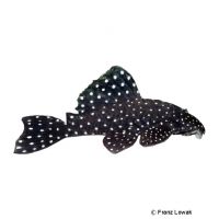 Mega Snowball Pleco L115 (Baryancistrus sp. 'L115')