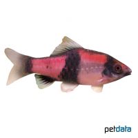 Melon Barb (Haludaria fasciata)