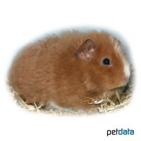 Merino Guinea Pig (Cavia porcellus 'Merino')