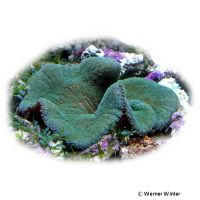 Merten’s Carpet Anemone (Stichodactyla mertensii)