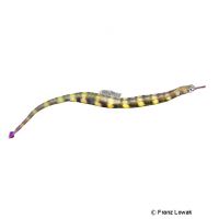 Messmate Pipefish (Corythoichthys haematopterus)