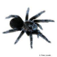 Mexican Black Velvet Tarantula (Tliltocatl schroederi)