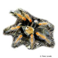 Mexican Fireleg Tarantula (Brachypelma boehmei)