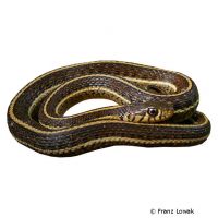 Mexican Garter Snake (Thamnophis eques)