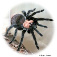 Mexican Golden Red Rump Tarantula (Brachypelma albiceps)