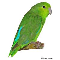 Mexican Parrotlet (Forpus cyanopygius)
