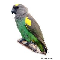 Meyer's Parrot (Poicephalus meyeri)