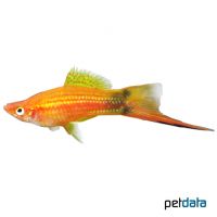 Mickey Mouse Swordtail (Xiphophorus hellerii var.)