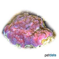 Micropora Coral (SPS) (Montipora tuberculosa)