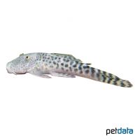 Miles' Rubbernose Pleco (Chaetostoma milesi)