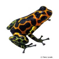 Mimic Poison Frog (Ranitomeya imitator)