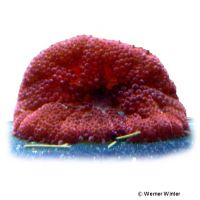 Mini Carpet Anemone Red (Stichodactyla tapetum 'Red')