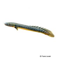 Mokele-Mbembe Bichir (Polypterus mokelembembe)