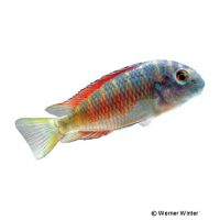 Moliro Firecracker-Moorii (Tropheus moorii 'Moliro Firecracker')