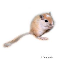 Mongolian Gerbil (Meriones unguiculatus)