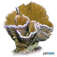 Montipora Coral (SPS) (Montipora delicatula)
