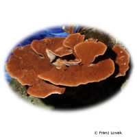 Montipora Coral (SPS) (Montipora hodgsoni)