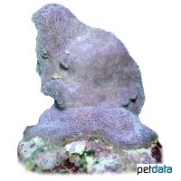 Montipora Coral (SPS) (Montipora turgescens)